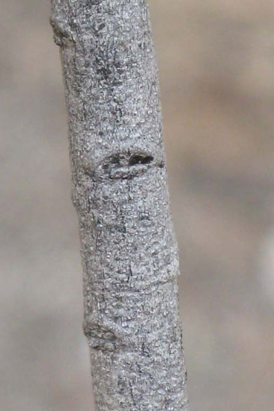 twigs mottled